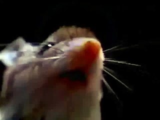 Fare Kendini Kurt Sanıyor