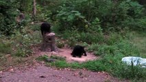 Bear Meets an Unfriendly Cat