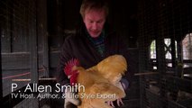 Raising Golden Boy Roosters | Farm Raised With P. Allen Smith