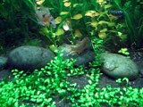 Spawning Bolivian Rams