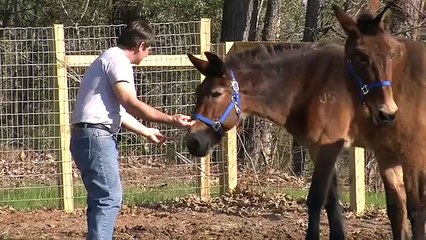 Retired Cavalry Mules from Ft. Hood Get a New Home for Their Retirement