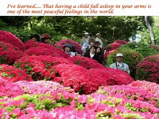 Heavenly Azaleas In Japan, Japanese Garden