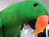 Eclectus Parrot Talk Darling Hello(Funny Face)