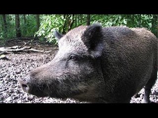 イノシシ各地に出現　２人が軽傷