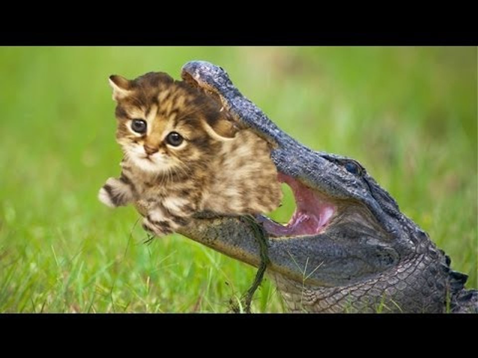 ネコを餌に、ペットのワニ　米