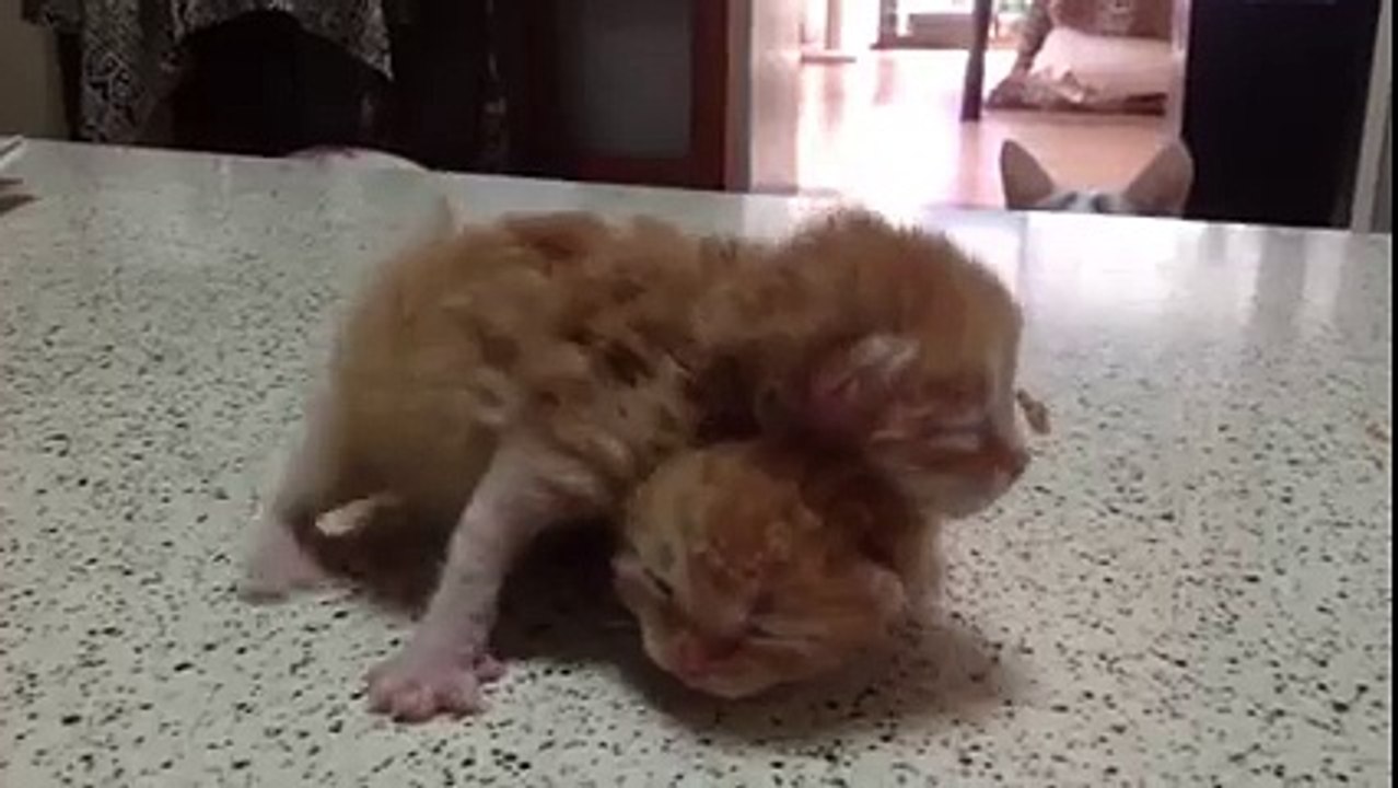 Un chat veut jouer avec des chatons