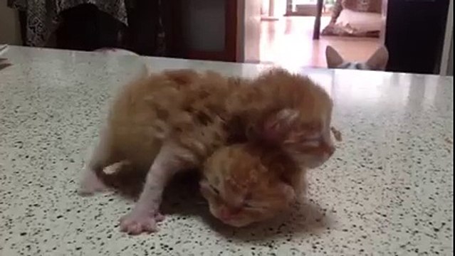 Un chat veut jouer avec des chatons