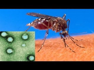 Chikungunya virus returns to Singapore