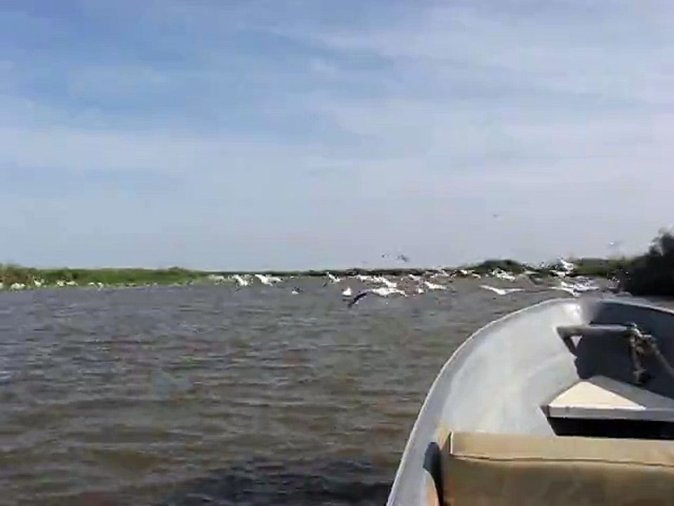 Sénégal vol des pélicans