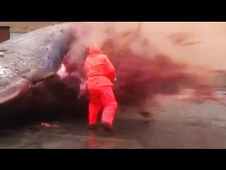 Sperm whale explosion: Dead cetacean explodes after being cut open in Faroe Islands