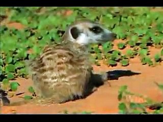 Wild Chronicles Meerkat Hunting