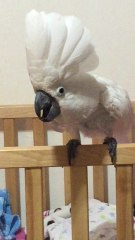 Cockatoo bird acting and barking like a dog