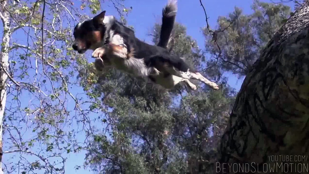 World Funniest video ,