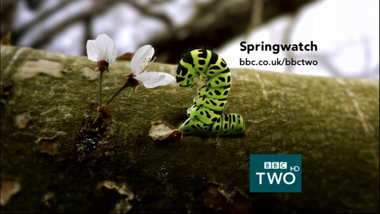 Caterpillar - Springwatch - BBC Two Ident