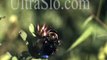Bumble Bee in UltraSlo slow motion Flight like you have never seen
