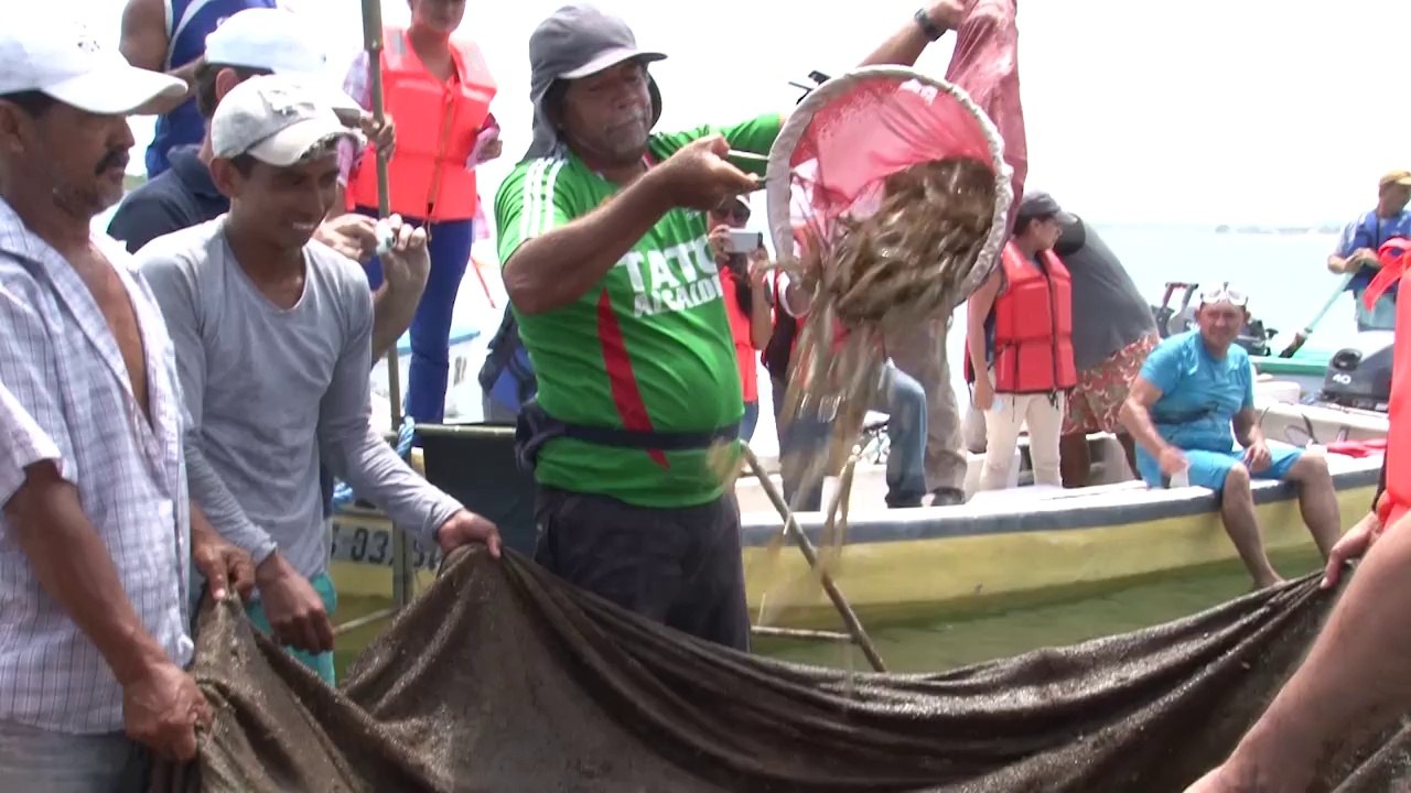 Primera cosecha de camaron en Cojimíes mp4
