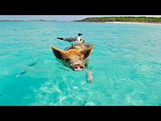 泳ぐイノシシ「指名手配」へ