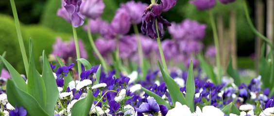 Château de Chenonceau