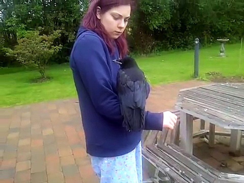 my pet crow