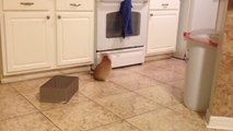 Cat desperately tries to catch own tail