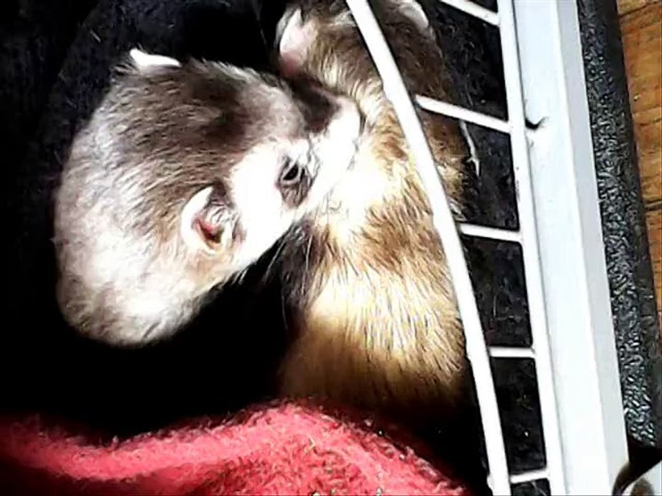 Tomtom et Nana le 14.05.2015 vdo 02