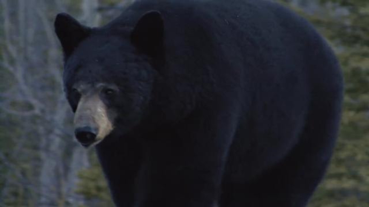 Please don't chase bears while drunk with a hatchet