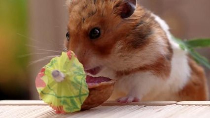 Tiny hamsters are back for a tiny tiki party