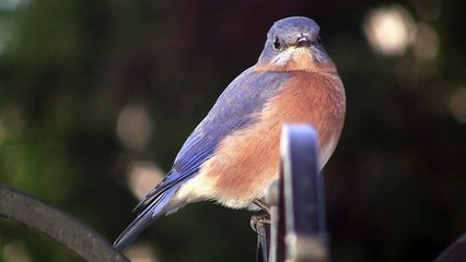 Nature's Jewels:  Eastern Bluebird