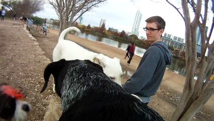 A dog's view of the dog park: gopro HD