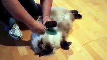 Himalayan cat loves to be brushed