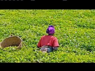 Holocaust Lecture Series