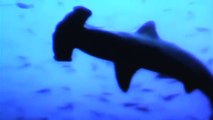 Ataque Animal - Tubarões Famintos