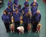 Pets Teach Science: 16 golden retrievers explain atoms