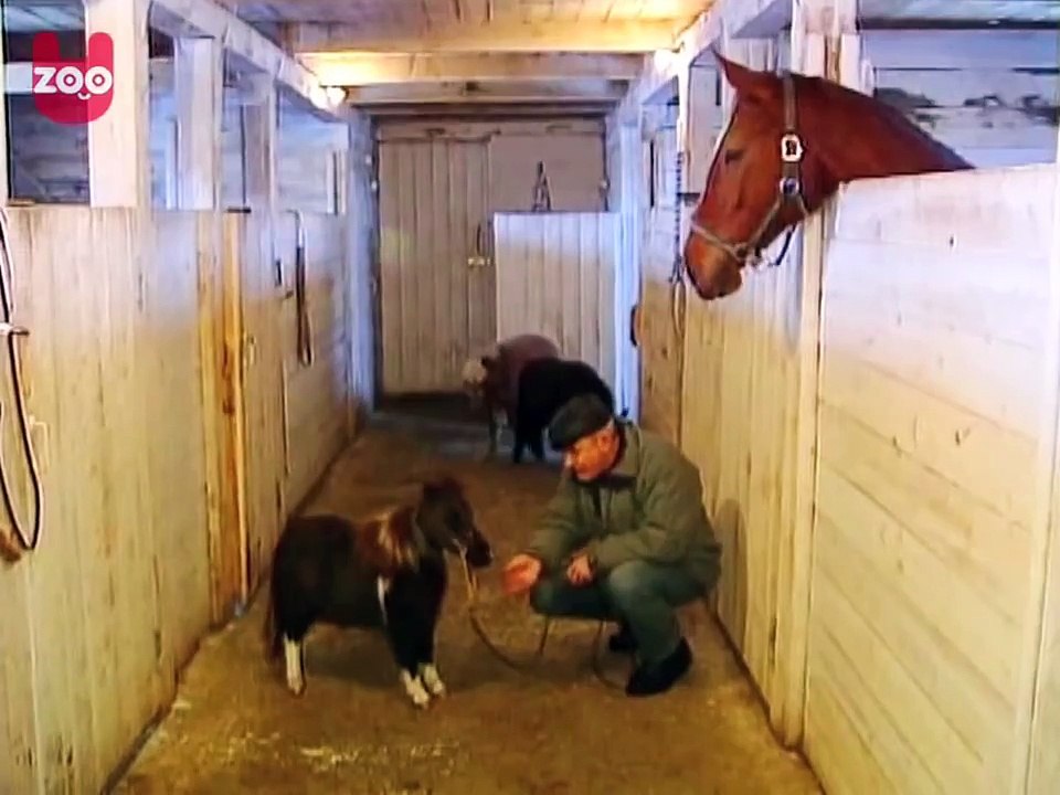 Falabella Horses in Russia