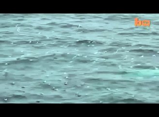 El verdadero Moby Dick (ballena blanca), fue visto en Noruega