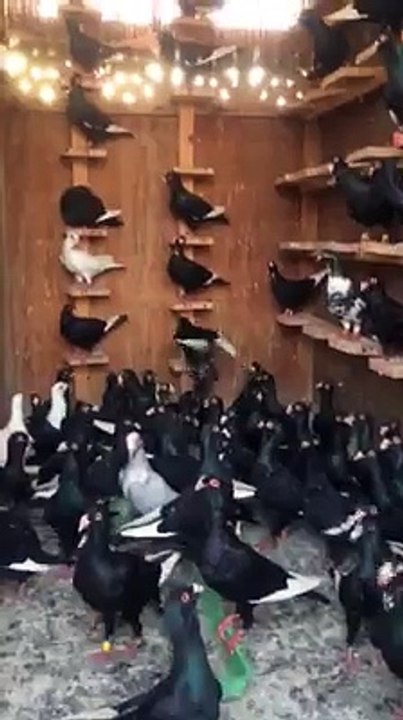 Kara Müsevvet Bölüğü Filo Güvercinleri