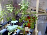 Hydroponics Growing System Homemade PVC for Beginners