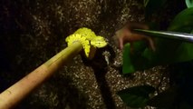 Morelia viridis - feeding, karmienie 6