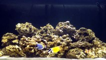Arrivée des premiers poissons - Aquarium eau de mer HD