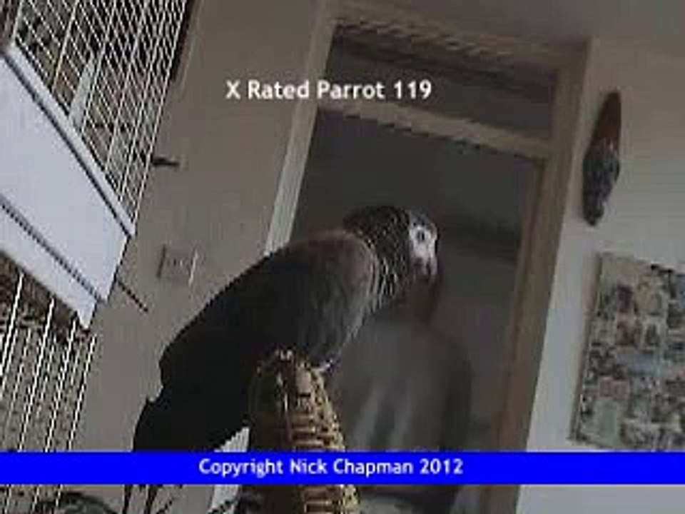 X Rated Parrot 119