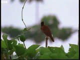 Twelve Wired Bird of Paradise - Attenborough in Paradise - BBC