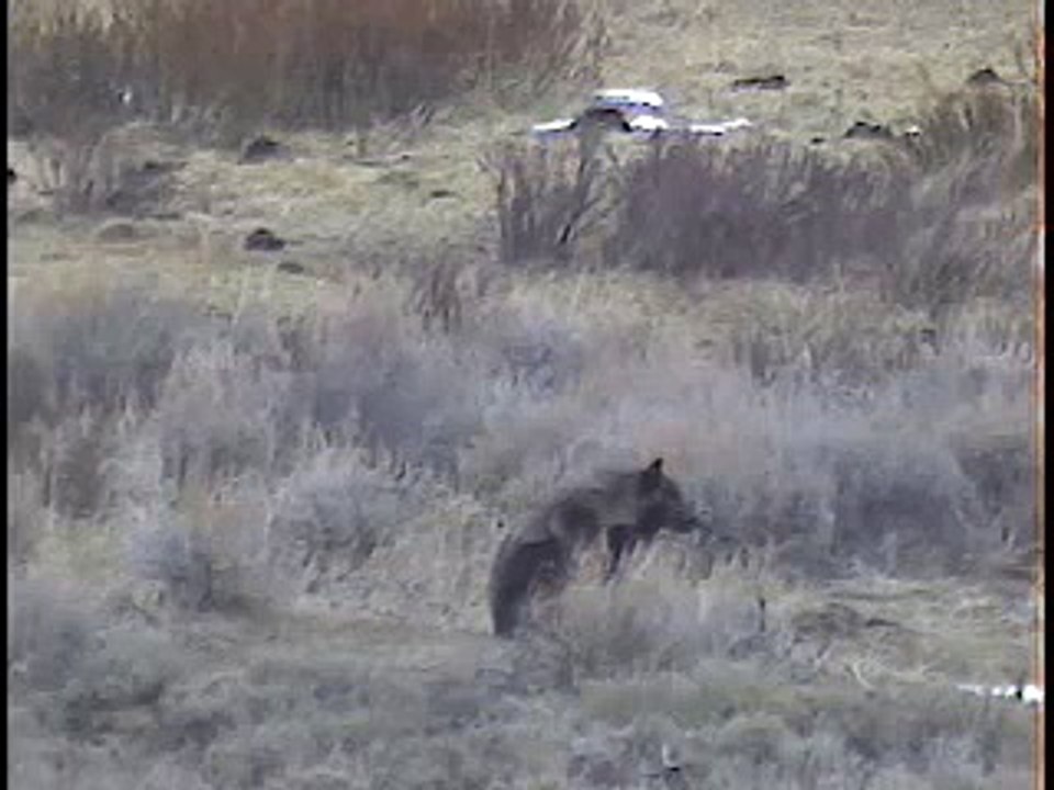 Wolves of Yellowstone - The Druid Peak Pack