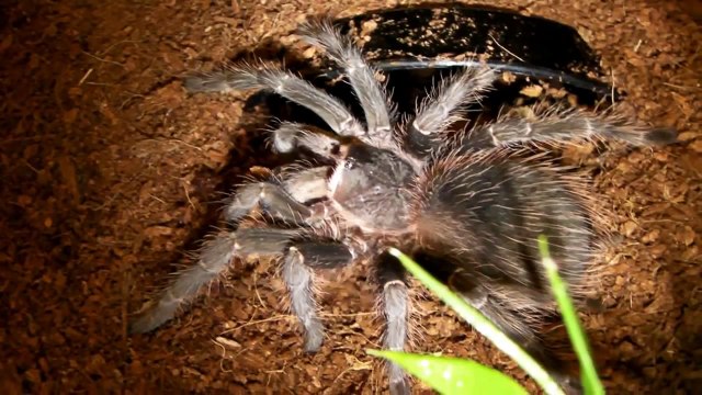 Tarantula Feeding Video 27 (Camel Spiders included!)