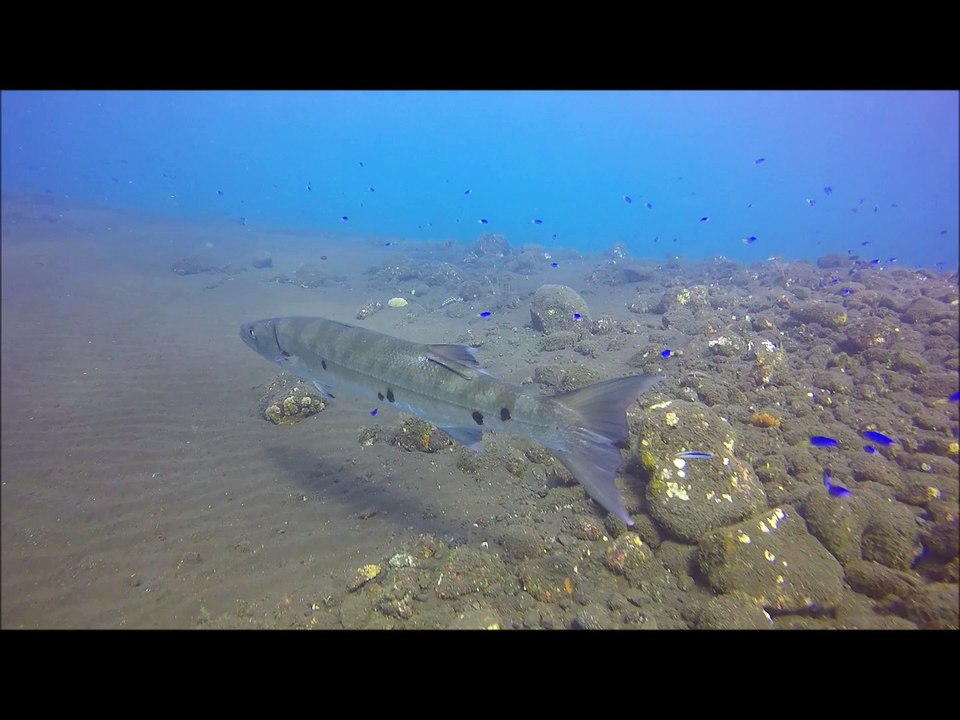 Barracuda