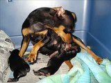 Nacimiento  perros  pinscher ,Nascimento pinscher cães