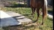 Operant and Classical conditioning in horses - Stimulus Response Reward- Rick Gore Horsemanship