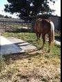 Operant and Classical conditioning in horses - Stimulus Response Reward- Rick Gore Horsemanship