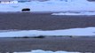 HD: Clever Polar Bear Stalks Seal - Polar Bear: Spy On The Ice, Preview - BBC One