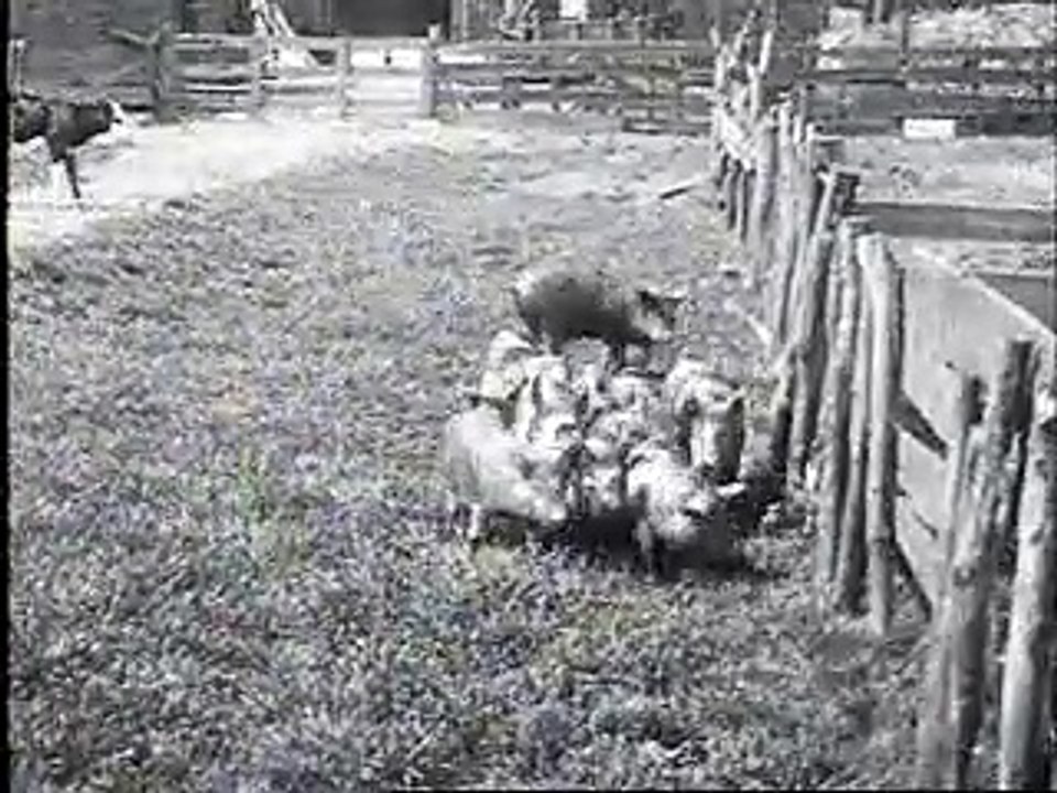Dierenbescherming - 1 oktober 1924