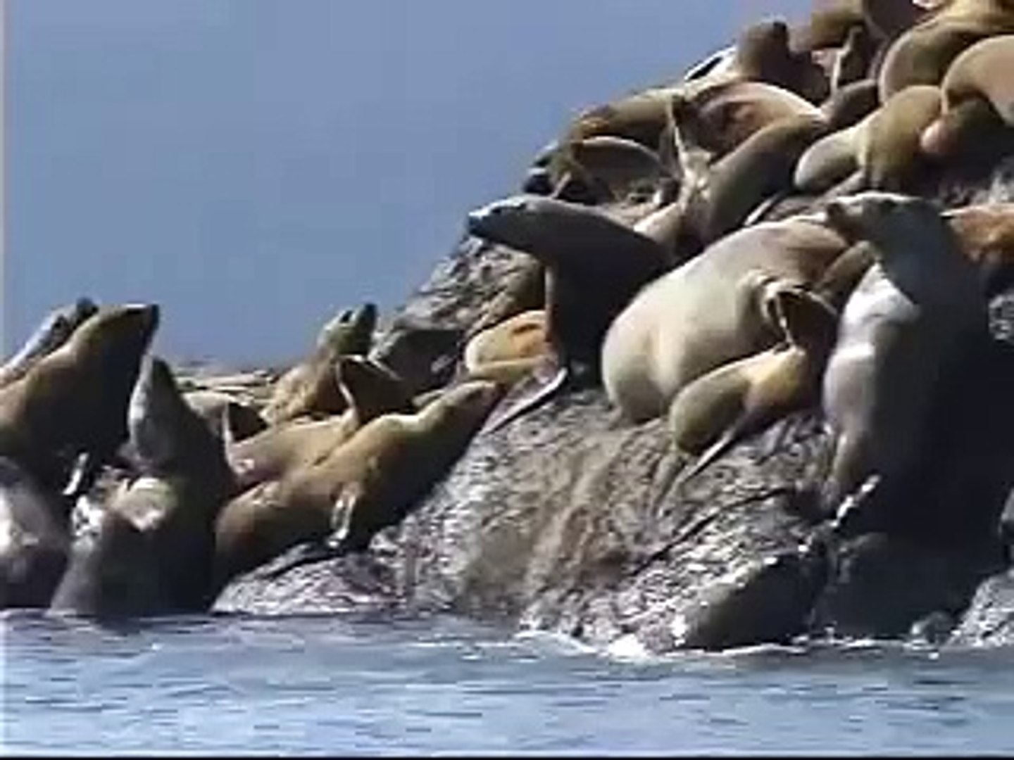 ⁣Marine Mammals of Southeast Alaska